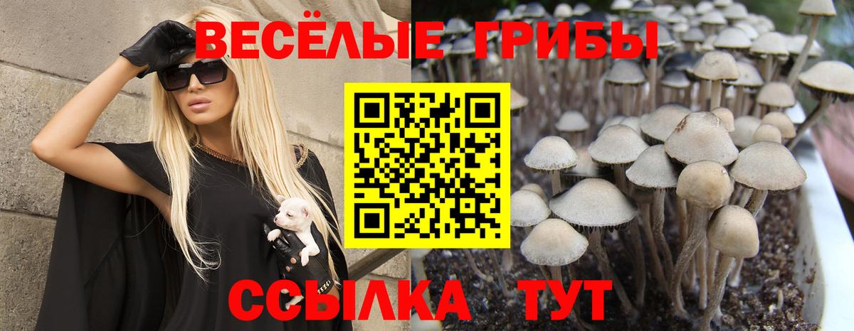 Галлюциногенные грибы Psilocybine cubensis Нижнекамск